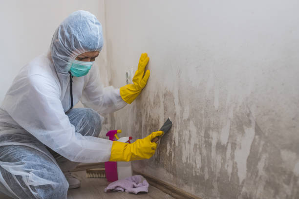 Best Mold Damage Restoration  in Xenia, OH