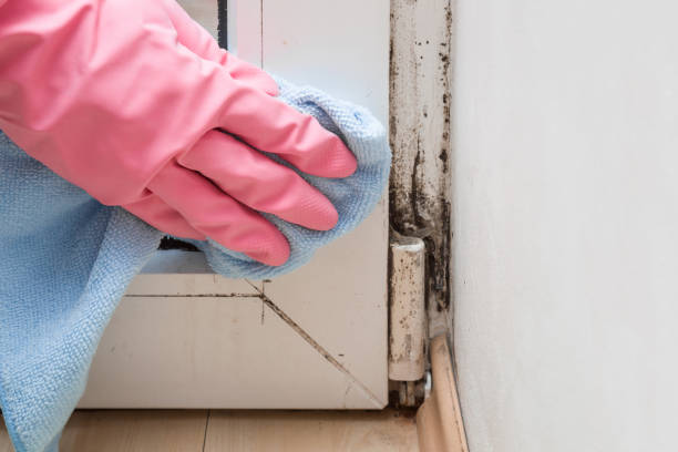 Best Biohazard Mold Removal  in Xenia, OH